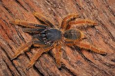 a close up of a spider on a tree