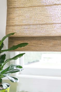 a green plant sitting next to a window with roman shades on the windowsills