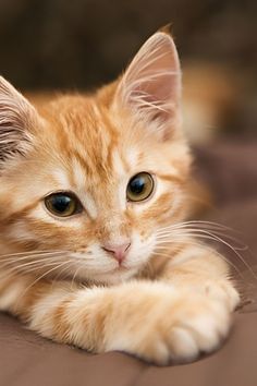 an orange and white kitten laying on top of a bed next to a brown blanket