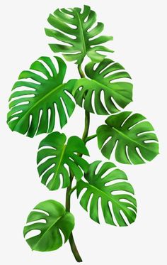 a plant with green leaves on a white background