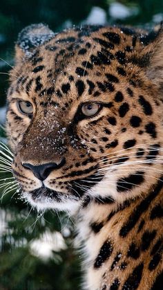 a close up of a leopard with its tongue out and it's snowing