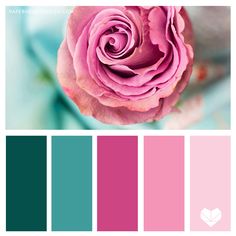 a pink rose is in the middle of color swatches