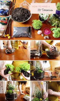 the process of making a diy terrarium