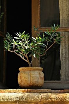 a potted plant sitting on top of a window sill