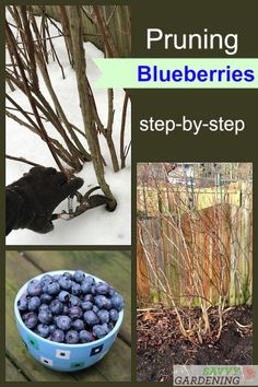 blueberries are growing in the garden and on the ground