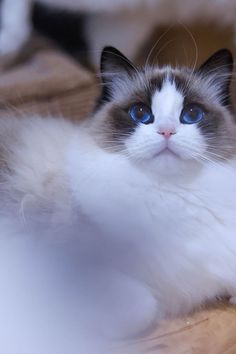 a white cat with blue eyes laying on the floor