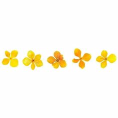 yellow flowers are arranged in a row on a white background