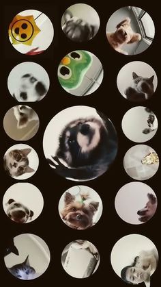 many different pictures of dogs and cats in circles