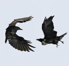 two black birds are flying in the sky