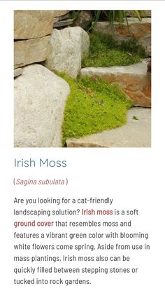 the irish moss is growing on some rocks and grass in front of it, with text describing