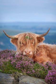 a long haired cow with horns laying on top of a hill covered in purple flowers