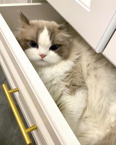 a white and grey cat sitting in a drawer