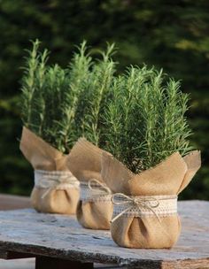 three small jars filled with green plants on top of a wooden table