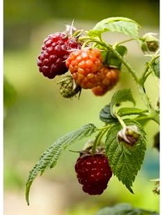 raspberries growing on a tree with green leaves