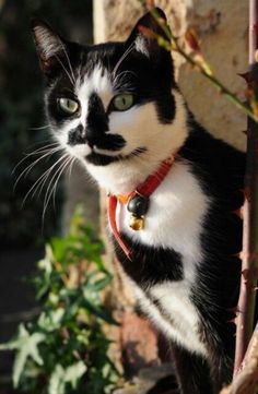 a black and white cat wearing a red collar standing next to a plant with green leaves