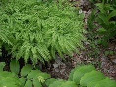 some green plants and leaves on the ground