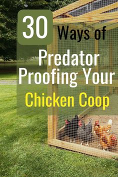 chickens in a chicken coop with the words 30 ways of predator proofing your chicken coop