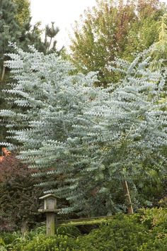 Eucalyptus Silver Dollar Seeds -Houseplant or Outdoor ,Perennial shrub - Caribbeangardenseed Eucalyptus Silver Dollar, Eucalyptus Cinerea, Silver Dollar Eucalyptus, Perennial Shrubs, Evergreen Trees, Silver Dollar, Caicos Islands, Pitcairn Islands, Garden Seeds