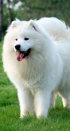 a large white dog standing on top of a lush green field