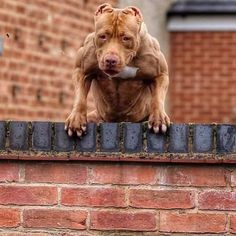 a brown dog standing on top of a brick wall next to a red brick building