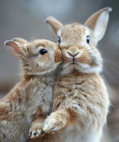 two small rabbits are hugging each other