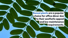 there are many green leaves on the tree and one is saying, bonsai plants are a popular choice for office decor due to their aesthetic appeal