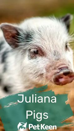 a small pig with the words julia pigs petken on it's face and nose