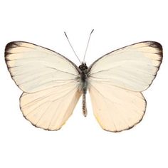 a white butterfly with black spots on it's wings and back legs, sitting in front of a white background