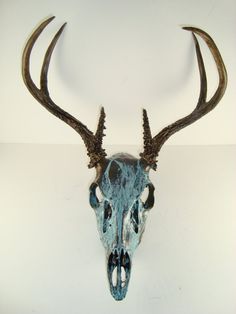 an animal's skull with horns hanging on the wall in front of a white background