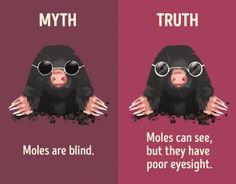 two posters with the words truth and truth written on them, one has a monkey wearing sunglasses