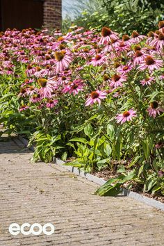 many pink flowers are growing in the garden