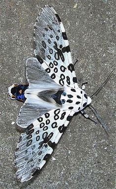 a white and black butterfly laying on the ground