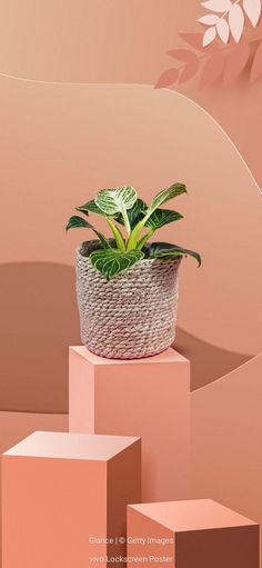 a potted plant sitting on top of some pink boxes