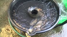 a bird is drinking from a water fountain