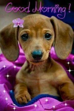 a brown dog laying on top of a pink blanket with the caption good morning