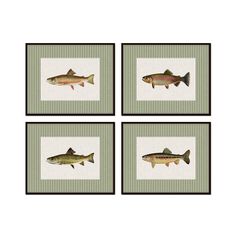 four framed pictures with fish on them