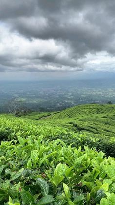 green tea plants in the foreground with dark clouds overhead