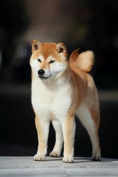 a brown and white dog standing on top of a sidewalk