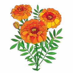 three orange flowers with green leaves and buds on a white background in an illustration style