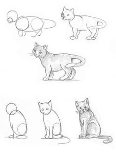 four different types of cats are shown in this drawing