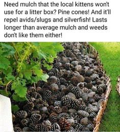 a bunch of pine cones sitting in the grass next to some bushes and trees with words written