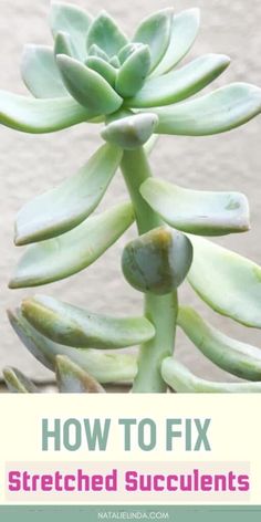 a close up of a plant with the words how to fix stretched succulents