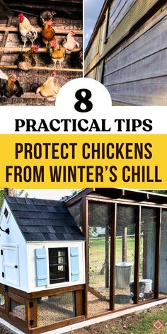 chicken coops with text overlay that reads 8 practical tips to protect chickens from winter's chill