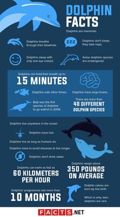 an info sheet showing the different types of dolphins