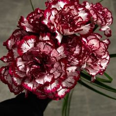 red and white carnations in a black vase