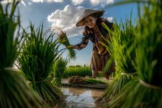 a woman is standing in the middle of some grass and holding her hand out to plants