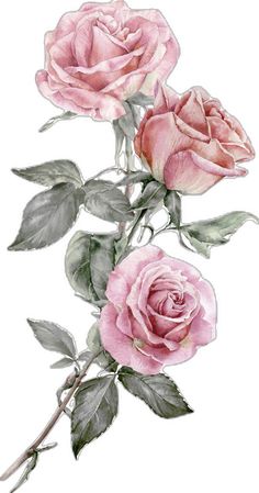 three pink roses with green leaves and buds on a white background, painted in watercolor