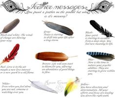 Plumas Feather Color Meaning, Feather Magic, Finding Feathers, Feather Meaning, Types Of Feathers, Angel Signs, Angel Feathers, Feather Tattoo, Color Meanings