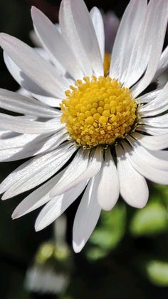 a white and yellow flower with green leaves in the backgrouund, close up