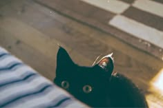 a black cat sitting on top of a wooden floor